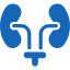 kidney